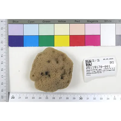 Wilde Urnatur - Intimate care sponges