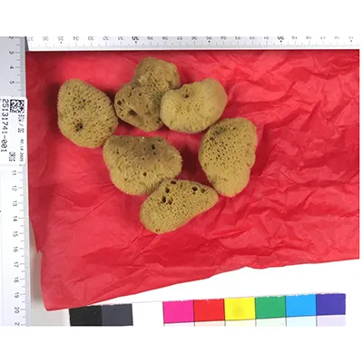 Six natural brown sponges of various shapes, intended for menstrual use. Product sold online, in particular via www.bloodmilla.de.